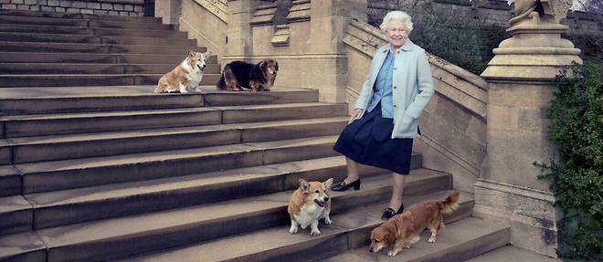 Une photo officielle de la reine diffusee pour son 90e anniversaire le 21 avril 2016, entouree de ses fideles corgis.
