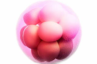 Modélisation d’un embryon modula, à 16 cellules. 