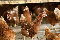 Grippe aviaire&nbsp;: risque relev&eacute; de &laquo;&nbsp;n&eacute;gligeable&nbsp;&raquo; &agrave; &laquo;&nbsp;mod&eacute;r&eacute;&nbsp;&raquo; en France