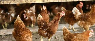 Le ministère de l'Agriculture va relever samedi le niveau de risque de la grippe aviaire en France de « négligeable » à « modéré ». (image d'illustration)
