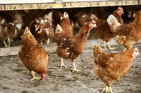 Le ministère de l'Agriculture va relever samedi le niveau de risque de la grippe aviaire en France de « négligeable » à « modéré ». (image d'illustration)
