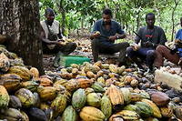 C&ocirc;te d'Ivoire&nbsp;: le long chemin de croix du cacao durable