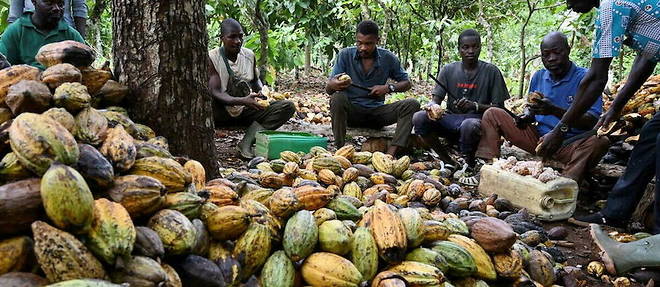 La culture de cacao est la 4e cause de deforestation au monde, derriere la culture du soja et la production d'huile de palme.
