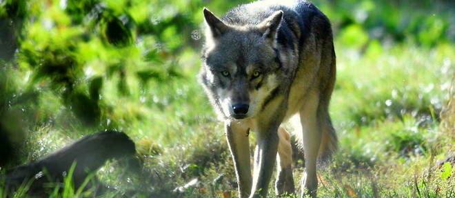 La chasse aux loups va etre autorisee en Lozere.
