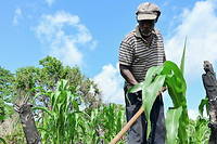 Face &agrave; la s&eacute;cheresse, le Kenya mise sur le ma&iuml;s OGM
