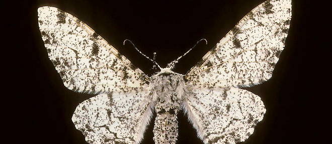 La phalène du bouleau, papillon blanc, commence à devenir noire pour s'adapter à la pollution des arbres, sur lesquels elle ne parvenait plus à se camoufler des prédateurs.
