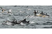 Quelque 500 dauphins-pilotes ont trouve la mort ces derniers jours dans l'archipel recule de Chatham, au large des cotes neo-zelandaises. (image d'illustration)
