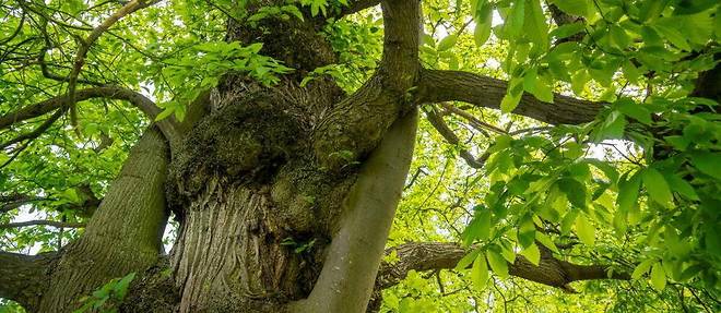 Un chataignier de 330 ans vient d'etre designe plus bel arbre de France.
