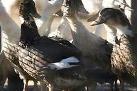 Grippe aviaire: plus de 300.000 volailles d'&eacute;levage abattues depuis le 1er ao&ucirc;t