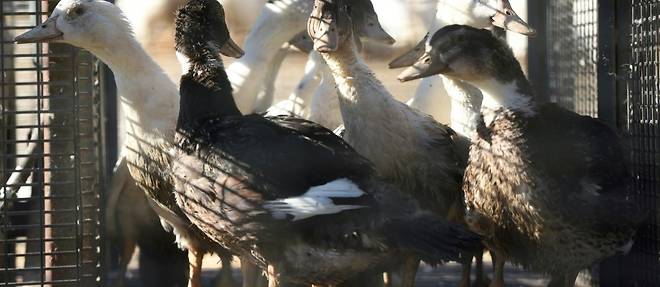 Grippe aviaire: deja plus de 300.000 volailles d'elevage abattues depuis l'ete