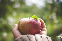 La pomme est-elle aussi benefique pour la sante qu'on veut bien le croire ?
