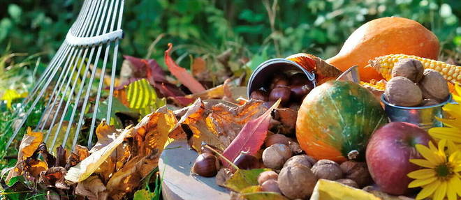 Comment amenager et quels travaux faire dans son jardin a l'automne ? 