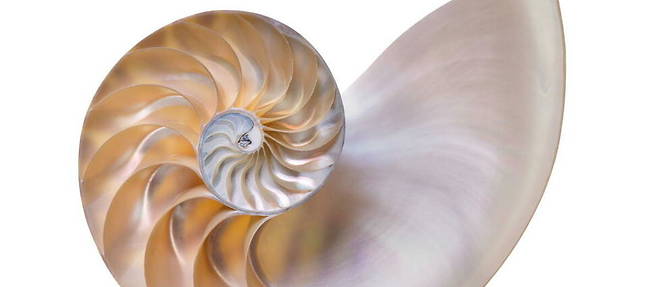 Coquille d'un nautile, mollusque marin. La construction geometrique de sa coquille, en forme de spirale, repose sur phi.
