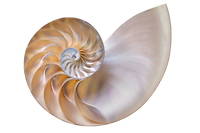 Coquille d’un nautile, mollusque marin. La construction géométrique de sa coquille, en forme de spirale, repose sur phi.
