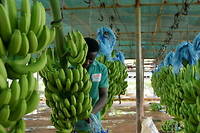 Mati&egrave;res premi&egrave;res&nbsp;: l&rsquo;Afrique s&rsquo;organise pour sauver sa fili&egrave;re banane