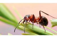 Une esp&egrave;ce de fourmi d&eacute;tect&eacute;e pour la premi&egrave;re fois dans l&rsquo;Hexagone