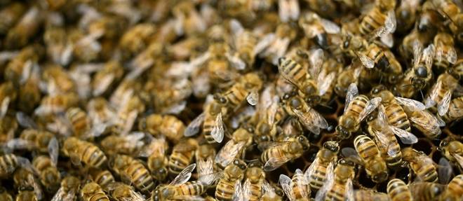 Pesticides, climat, parasites: les apiculteurs ont le bourdon