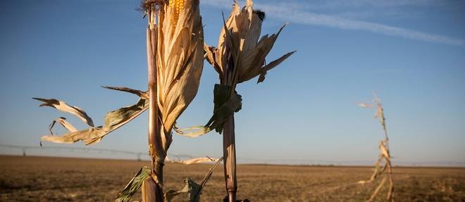 Dans le Midwest, une annee "catastrophique" pour les recoltes apres des mois sans pluie