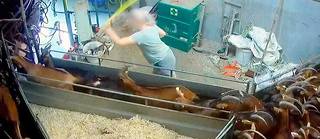 Une employée de Chevenet est filmée en train de battre des chèvres.
