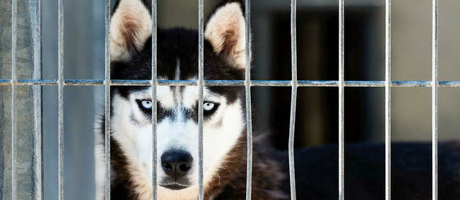 Un rare cas de rage canine a ete detecte dans un refuge de la region parisienne chez un chien de type husky, qui avait mordu plusieurs personnes. (Image d'illustration)
