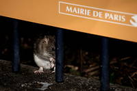 Depuis des siècles, les Parisiens vivent avec les rats.
