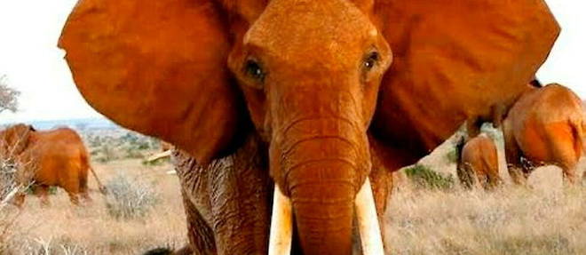 Dida etait probablement la plus vieille elephante a defenses du Kenya. 
