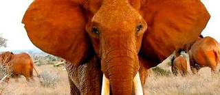 Dida était probablement la plus vieille éléphante à défenses du Kenya. 
