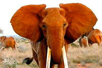 Dida etait probablement la plus vieille elephante a defenses du Kenya.
