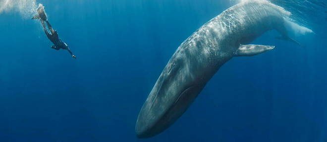 La baleine bleue est l'animal le plus imposant ayant jamais vecu sur Terre.
