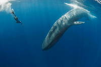 La baleine bleue est l'animal le plus imposant ayant jamais vécu sur Terre.
