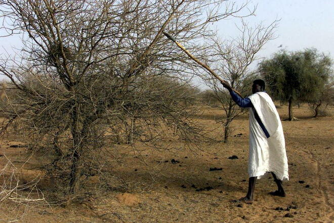 Gomme arabique du Soudan