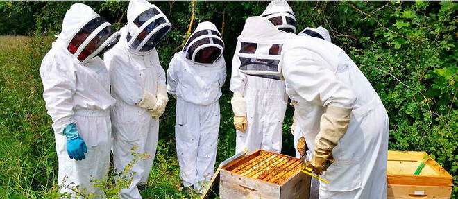La Fabrique Qui Pique : une apiculture pour tous sans sacrifier les exigences