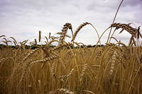 Selon les douanes, la hausse des exportations françaises de produits agricoles provient pour plus des deux tiers du blé au troisième trimestre 2021.
