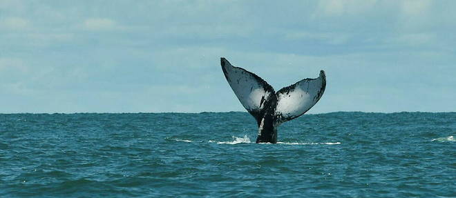 En stockant d'importantes quantites de dioxyde de carbone, les baleines sont essentielles pour proteger les fonds marins.
