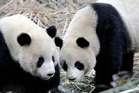 Mort du panda Tuan Tuan offert par la Chine &agrave; Ta&iuml;wan
