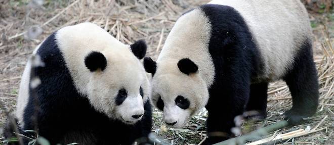 Mort du panda Tuan Tuan offert par la Chine a Taiwan
