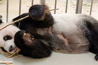 Le panda Tuan Tuan, offert par&nbsp;la Chine &agrave; Ta&iuml;wan, est mort