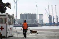 Un douanier et un chien renifleur de drogue dans le port d'Anvers (Belgique), le 20 mai 2022. 
