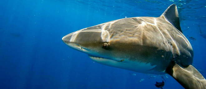 Une cinquantaine de requins sont desormais proteges au niveau mondial, pour lutter contre le commerce d'ailerons.

