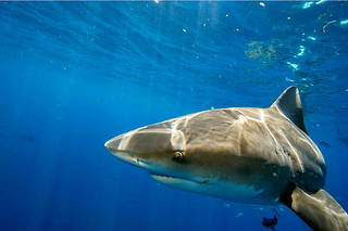 Une cinquantaine de requins sont désormais protégés au niveau mondial, pour lutter contre le commerce d'ailerons.
