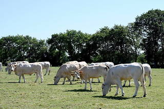 Un troupeau de vaches est en fugue depuis cet été (photo d'illustration).
