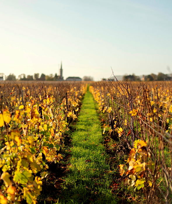 Dans les vignes de la maison de champagne de Pascal et d'Ambroise Agrapart, a Avize (Marne), en novembre.