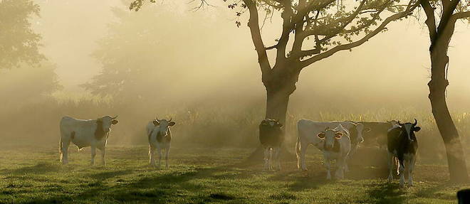 En Corse, une fois dissipes les brouillards matinaux, l'arriere-pays profitera de bons moments ensoleilles. 