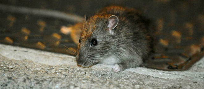 Selon la mairie ecologiste, la presence de rats ne presente pas de probleme a la population, bien au contraire.
