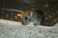 Selon la mairie écologiste, la présence de rats ne présente pas de problème à la population, bien au contraire.
