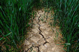  Un champ de blé au printemps dernier, à Fleurbaix (Pas-de-Calais).  ©PASCAL BONNIERE