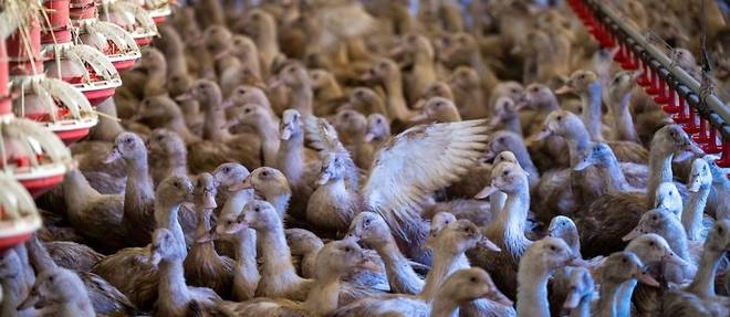Crise aviaire: les fermiers elevent des canes, moins rentables pour le foie gras