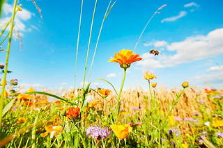  La pollinisation est un facteur essentiel pour la plupart des récoltes, alors que les abeilles sont menacées.   ©the_burtons
