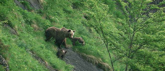 En moins de trente ans, dix ours ont ete abattus ou empoisonnes dans le massif pyreneen alors que l'espece est protegee.

