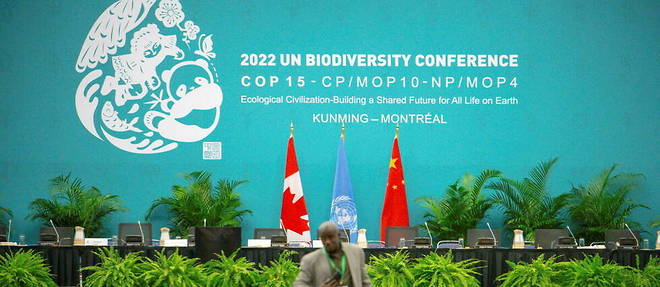 Un pacte mondial pour sauver la biodiversite est en negociations a la COP15, qui s'est ouverte le 8 decembre a Montreal, sous presidence chinoise.  
